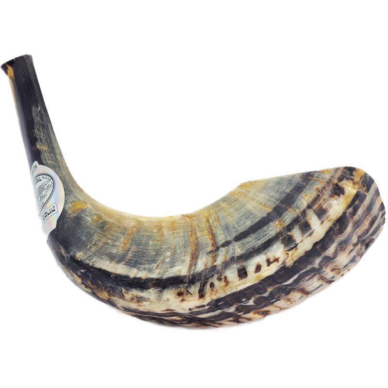 Biblical Trumpet - Natural Ram's Horn Shofar - Made in Israel - Optional Olive Wood Stand - Size: 10"
