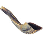 Biblical Trumpet - Natural Ram's Horn Shofar - front side view - Size: 10"