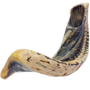 Ram's Horn Semi-Polished Shofar - Made in Israel - 20"-22"
