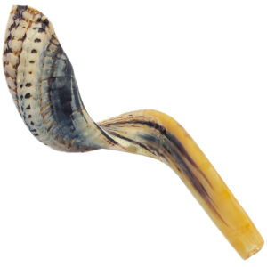 Ram's Horn Semi-Polished Shofar - Made in Israel - Large