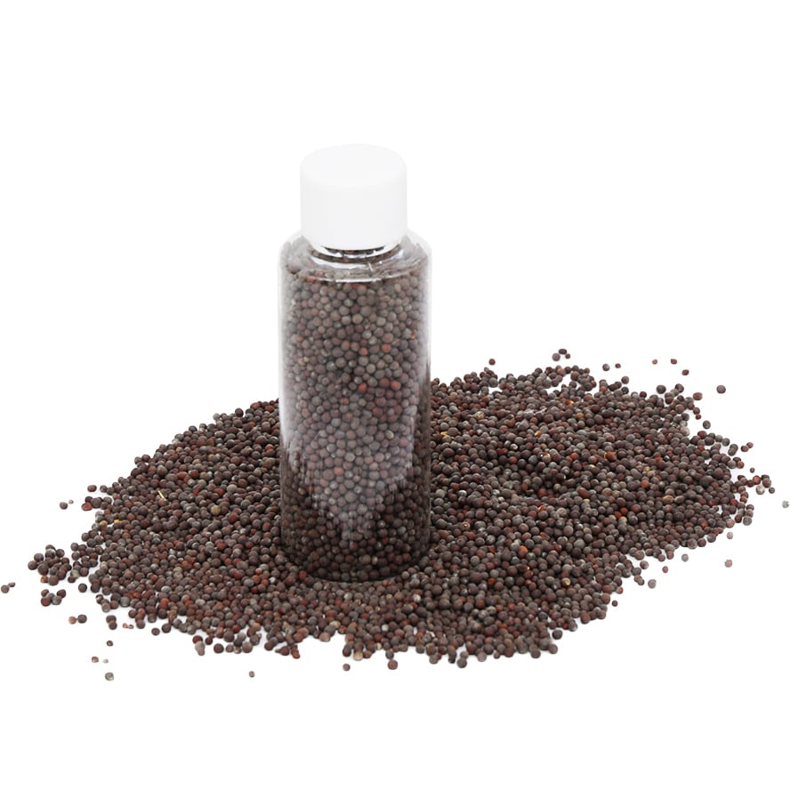 Black Mustard Seeds from the Holy Land – Spice of Life