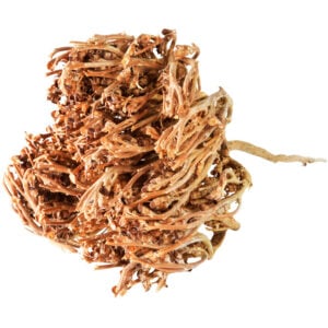 Resurrection Plant - Rose of Jericho from the Holy Land