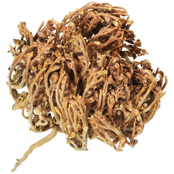 Resurrection Plant - Rose of Jericho from the Holy Land (side view)