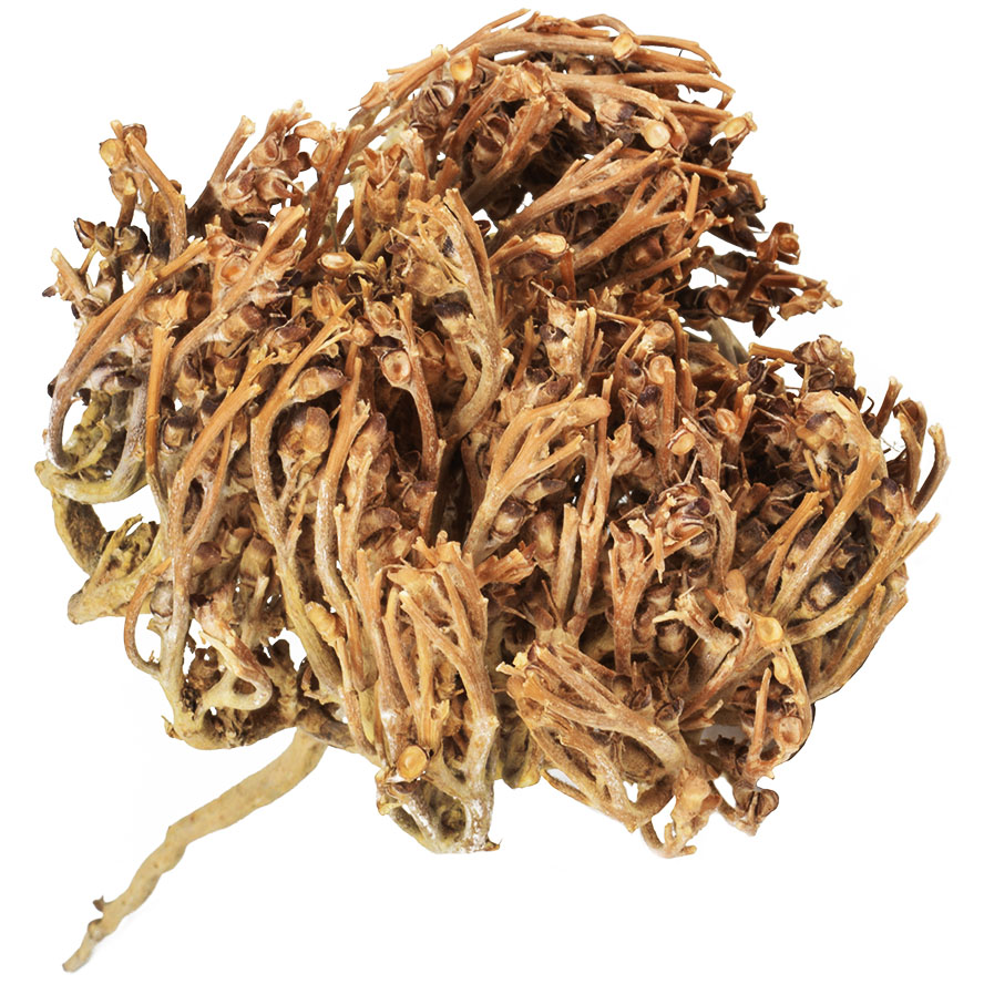 Resurrection Plant – Rose of Jericho from the Holy Land (side view)