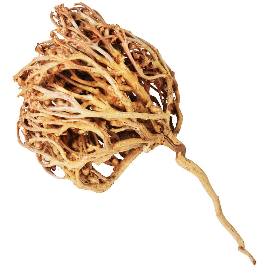 Resurrection Plant – Rose of Jericho from the Holy Land – Various Sizes (side view)