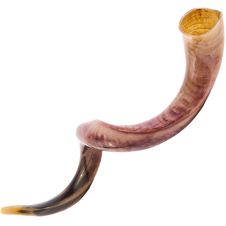 Huge Yemenite Shofar, Polished with 44″- 53″ Size Options – Made in Israel