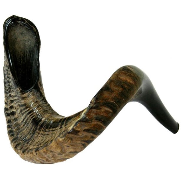 Ram’s Horn Semi-Polished Shofar – Made in Israel – Large