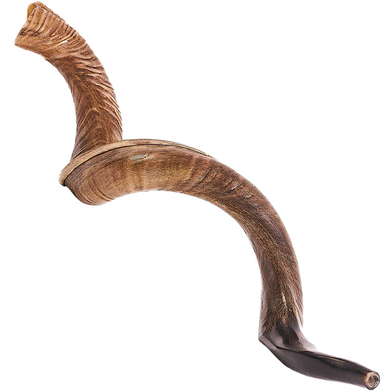 Large Yemenite Kudu Shofar - Natural - Made in Israel 36" - 44"