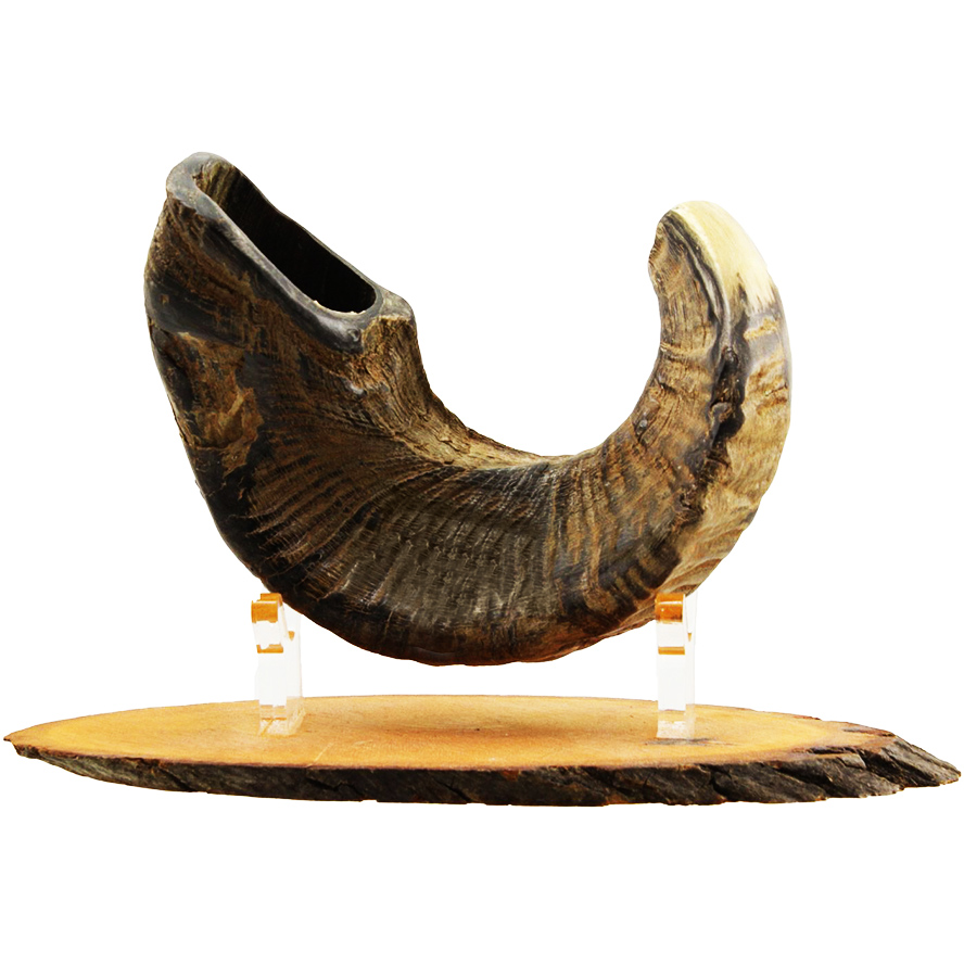 Natural Ram’s Horn Shofar from Jerusalem – Medium