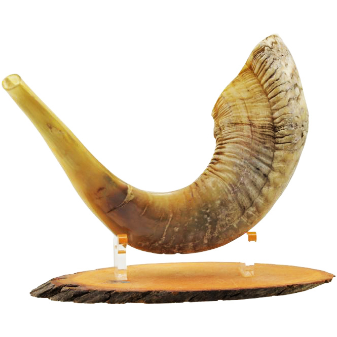 Semi Polished Ram’s Horn Shofar from Jerusalem – Medium