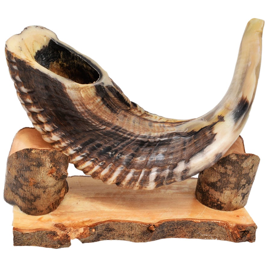 Biblical Ram’s Horn Semi-Polished Shofar from Israel (side view)