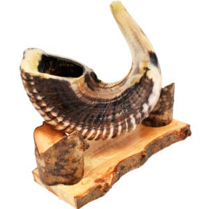 Biblical Ram's Horn Semi-Polished Shofar from Israel