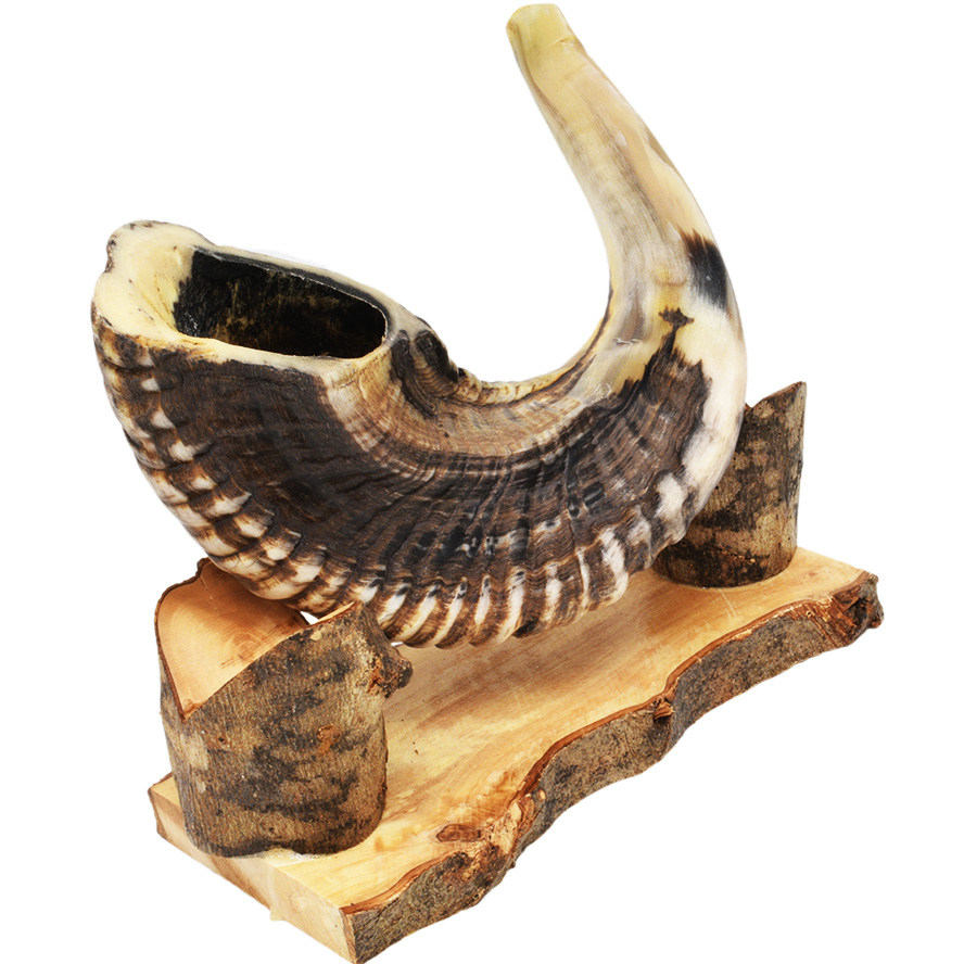 Biblical Ram’s Horn Semi-Polished Shofar from Israel