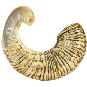 Rare Jericho Shofar from Israel - Large Ram Horn 18"-22" (side view)
