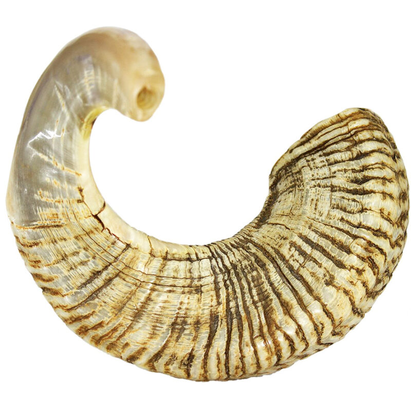 Biblical Jericho Shofar from Israel - Large Ram Horn - 18