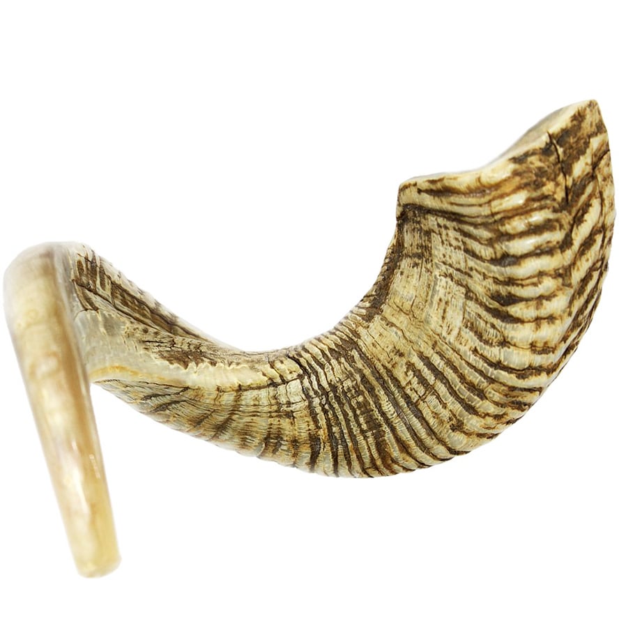 Rare Jericho Shofar from Israel – Large Ram Horn 18″-22″  (side angle)