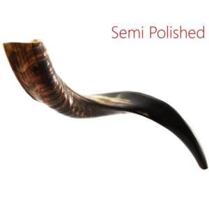Small Yemenite Shofar - Semi-Polished - Made in Israel - 16"-22"