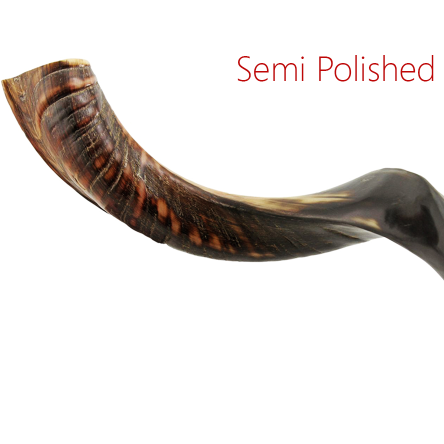 Small Yemenite Shofar – Semi-Polished – Made in Israel – 16″-22″ (head detail)