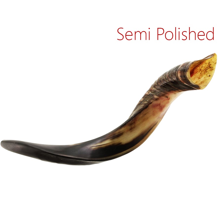 Small Yemenite Shofar – Semi-Polished – Made in Israel – 16″-22″ (side view)