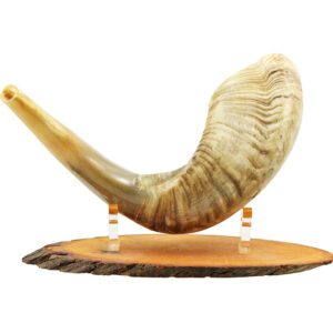 Ram's Horn Shofar - Semi Polished - Made in Israel - 12" - 15" Length - Optional Olive Wood Stand