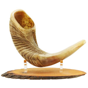 Ram's Horn Shofar - Semi Polished - Made in Israel - 12" - 15" Length - Optional Olive Wood Stand