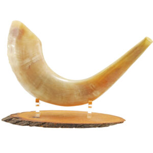 Biblical Ram's Horn Shofar - Fully Polished - Made in Israel - 12" - 15"