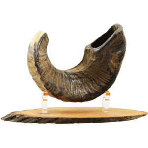 Natural Ram's Horn Shofar - Direct from Jerusalem - Size: 12" - 15"