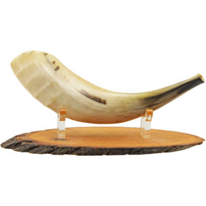 Polished Ram's Shofar - Size: 10"-12" - Optional Olive Wood Stand