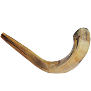 Ram's Shofar -Polished Horn - 20" - 22" - Optional Olive Wood Shofar Stand - Made in Israel - Large
