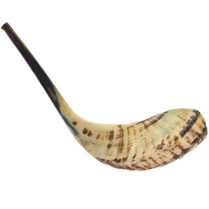 Semi Polished Ram's Horn Shofar - Handcrafted in Israel - Size: 17" - 20" long - Optional Olive Wood Stand
