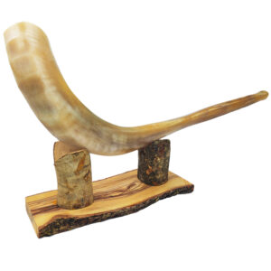 Fully Polished Ram's Horn Shofar - Handcrafted in Israel - Size: 17" - 20" long - Optional Olive Wood Stand